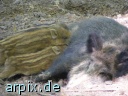 wildschwein frischlinge säugen stillen zoo säugetier schwein