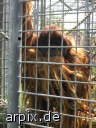 orang utan zoo objekt käfig säugetier affe