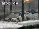 zoo objekt käfig zaun vogel pinguin