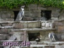 zoo vogel pinguin