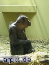 gorilla zoo säugetier affe