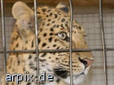 leopard zoo objekt käfig säugetier