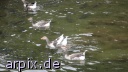 bird goose