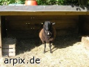 black mammal sheep stable