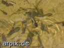 water strider tadpole