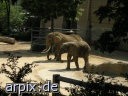 säugetier elefant zoo