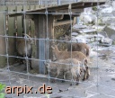 steinbock zaun zoo