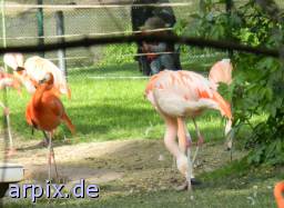 flamingo zoo objekt zaun vogel gaffer