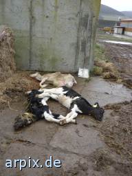 corpse mammal cattle calf sheep