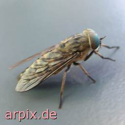 gadfly horse fly free insect