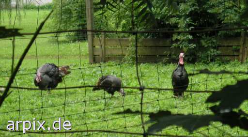 zoo object fence bird turkey
