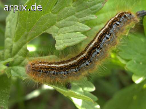 free insect caterpillar
