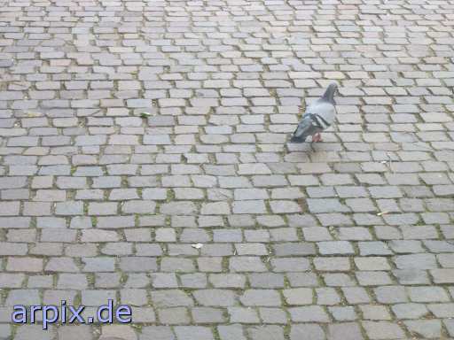 dove pigeon bird