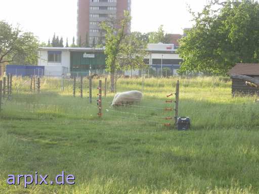  mammal sheep fence zoo
