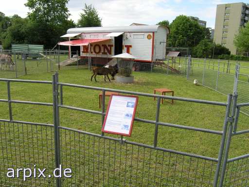 donkey circus fence mammal goat bird chicken