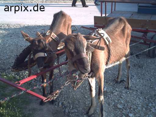 goats carriage mammal goat