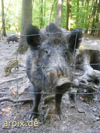 wildschwein frischlinge zoo objekt zaun säugetier schwein
