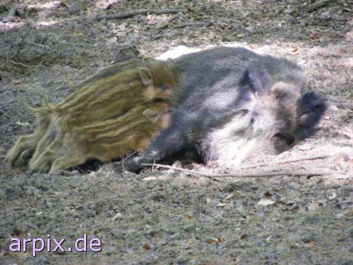 wildschwein frischlinge säugen stillen zoo säugetier schwein