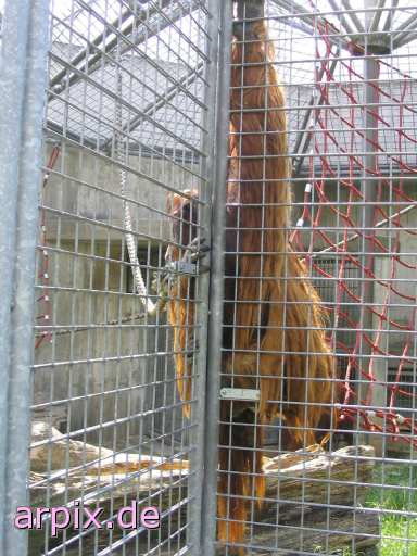 orang utan zoo object cage mammal monkey