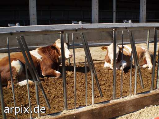 cow object cage mammal cattle cow animal product milk