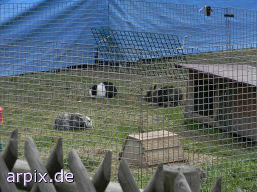 circus object cage mammal bunny