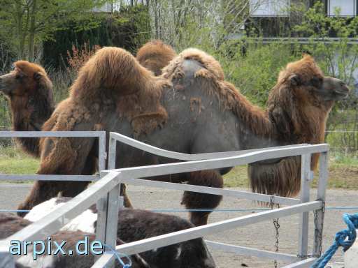 zirkus objekt zaun säugetier kamel