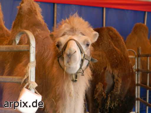 circus object fence mammal camel bactrian camel