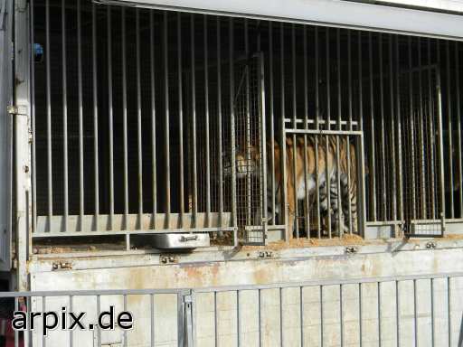 tiger lion circus object cage mammal
