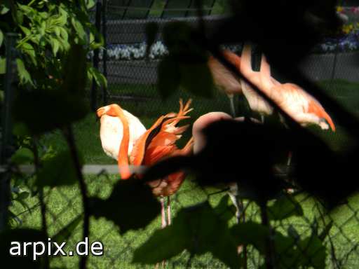 flamingo zoo object fence bird
