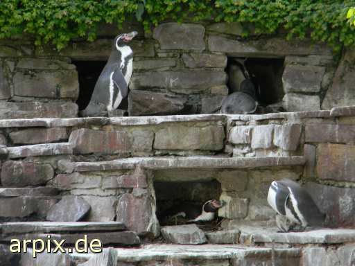 zoo bird penguin
