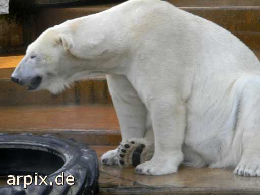 polar bear zoo mammal