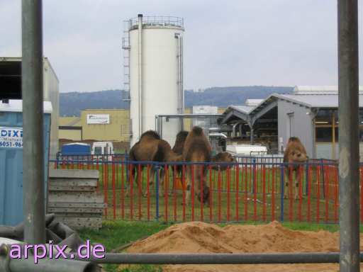 circus camel dromedary