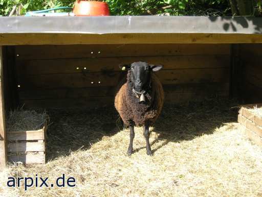 black mammal sheep stable