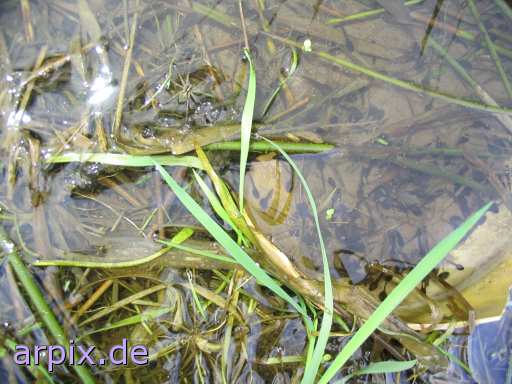 spider tadpole