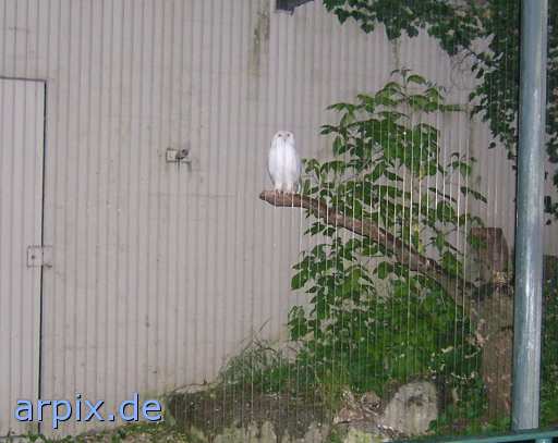 white owl bird zoo