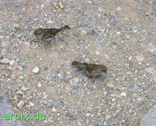 sparrow snip bird free