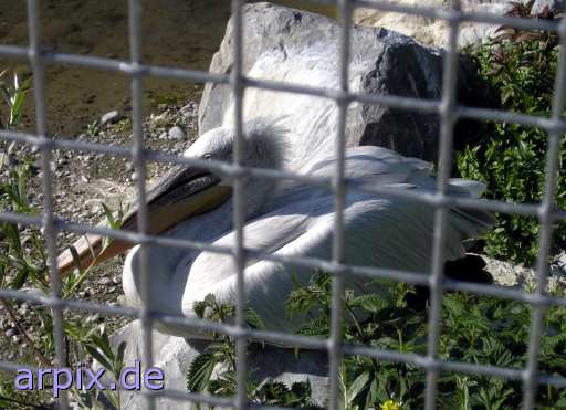 pelikan vogel zaun zoo
