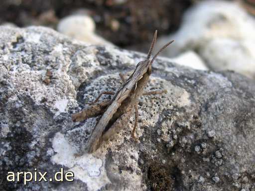 grasshopper unknown insect locust