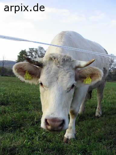 cow meadow mammal cattle earmark