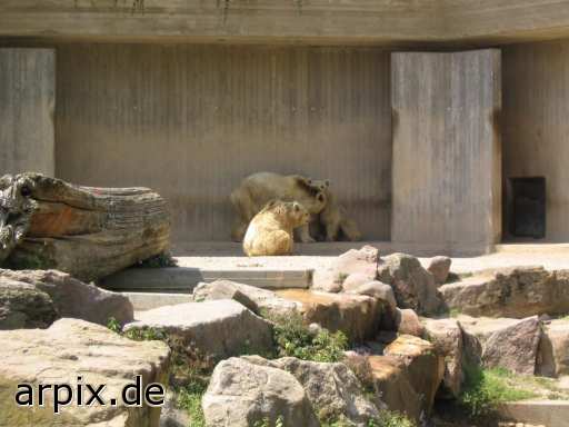 bär eisbär zoo säugetier
