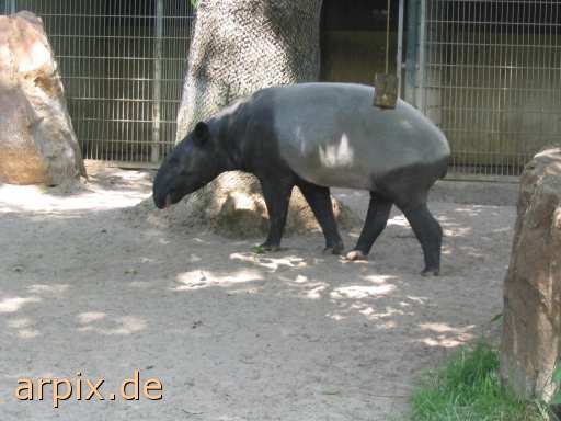 tapir zoo