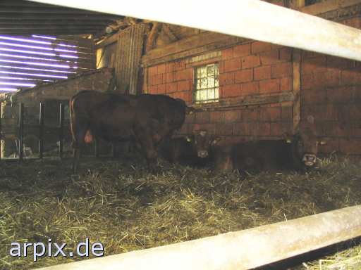 animal rights stall säugetier rind  ställe bulle stier kühe rinder 