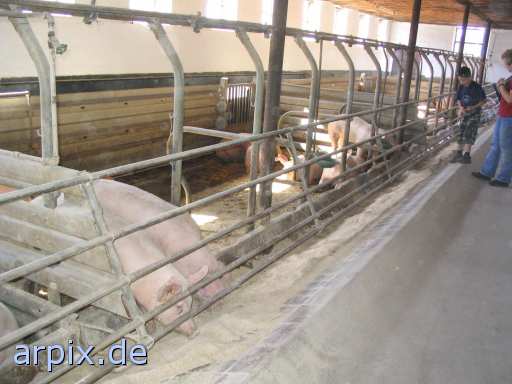 animal rights stall gaffer säugetier mensch schwein  ställe glotzer voyeur spanner schweine sau säue 