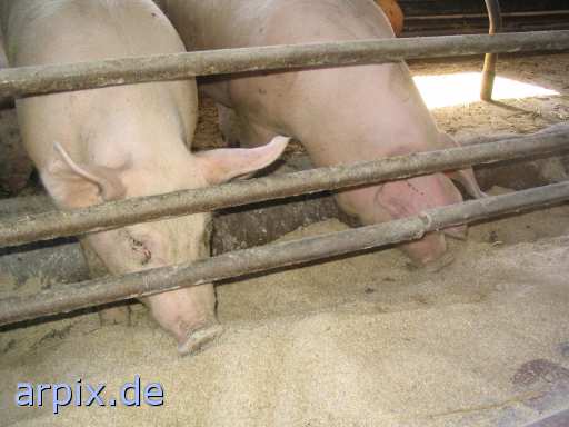 animal rights stable mammal pig  swine hog prok razorback 