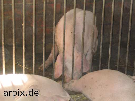 animal rights stall säugetier schwein  ställe schweine sau säue 