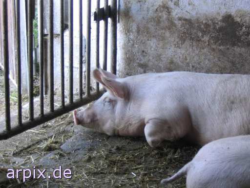 animal rights stall säugetier schwein  ställe schweine sau säue 