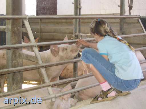 animal rights stable gazer mammal human pig  voyeur person swine hog prok razorback 