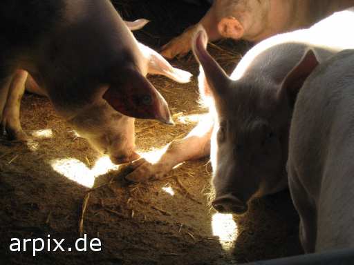 animal rights stable mammal pig  swine hog prok razorback 