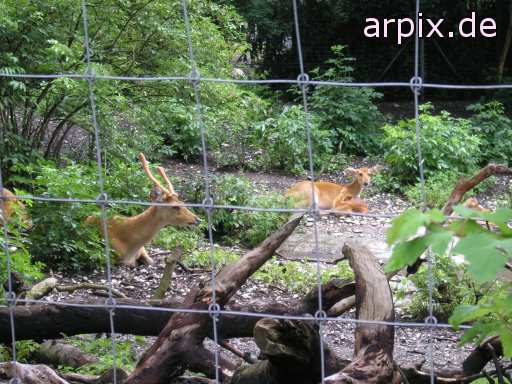 animal rights deer barasingha zoo  
