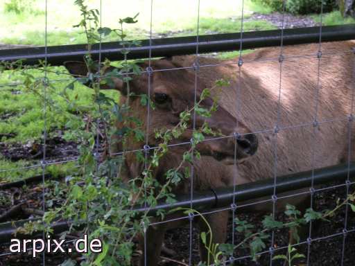 animal rights wapitihirsch hirsch rothirsch zoo objekt zaun  hirsche zoologisch tierpark wildpark park gehege 